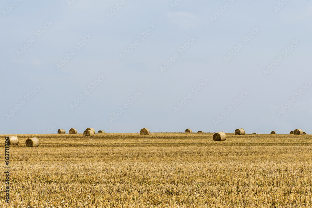 Fototapeta premium harvested field agriculture with straw bales during summer germany near Andernach