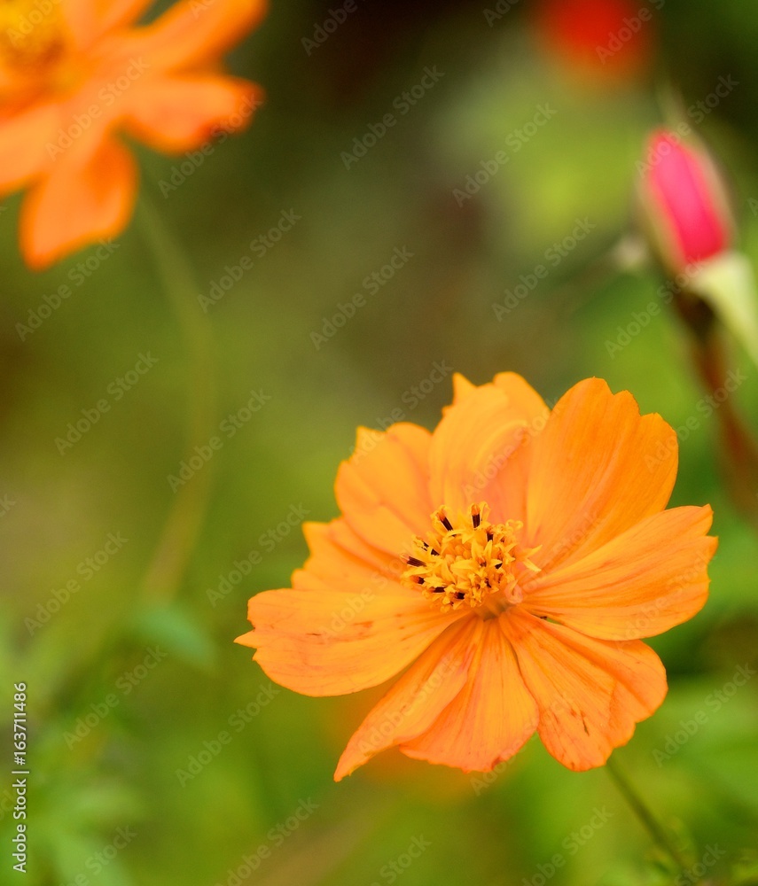 flower flower