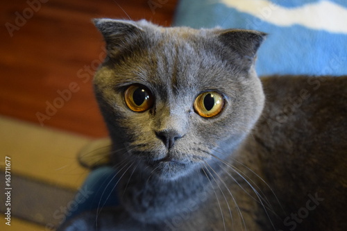 cat katniss