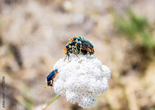 Beetles mate on a white flower