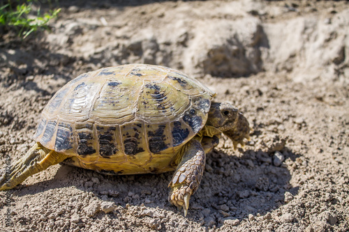 Steppe tortoise in nature