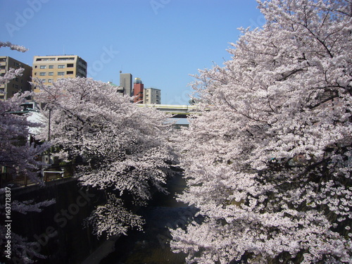 板橋の桜