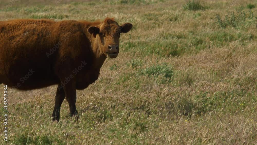 BROWN COW ENJOYS A QUIET MEAL. 4K. BROWN COW ENJOYS A QUIET MEAL. 4K.