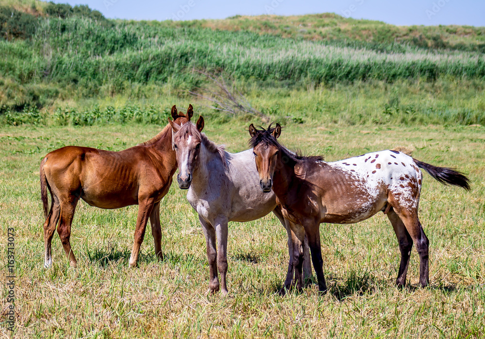 Horses on the pasture landscape in Kazakhstan Horses on the pasture landscape in Kazakhstan