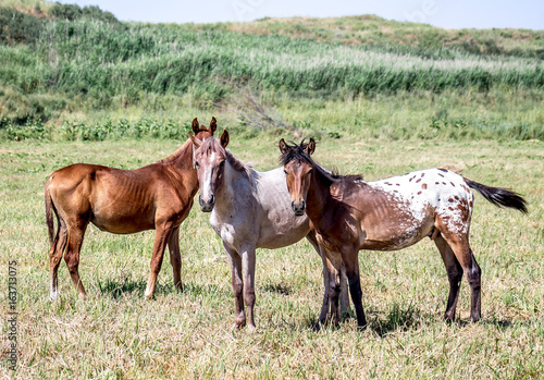 Horses on the pasture landscape in Kazakhstan