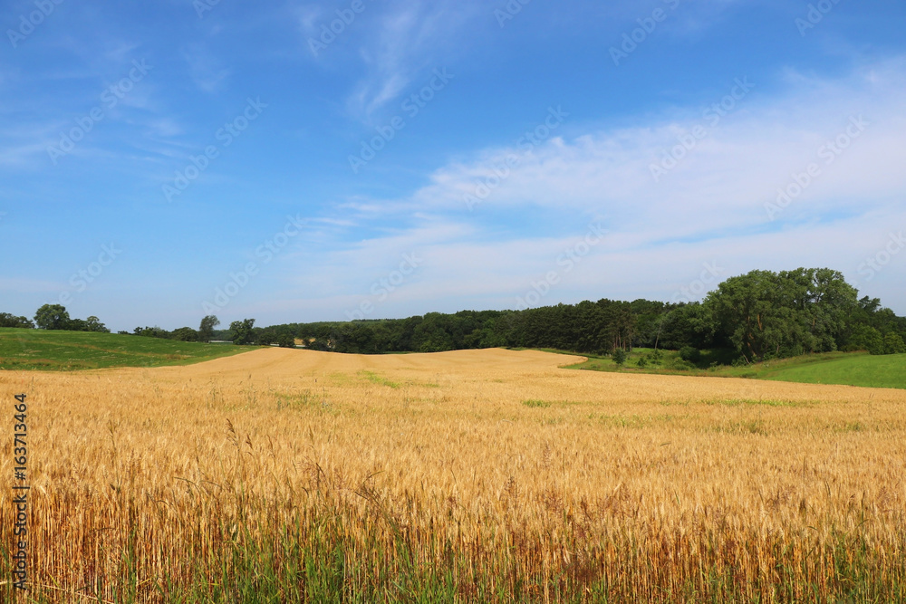 Agriculture, agronomy and farming background. Summer countryside landscape with field of wheat on a foreground. Wisconsin, Midwest USA. Harvest concept.