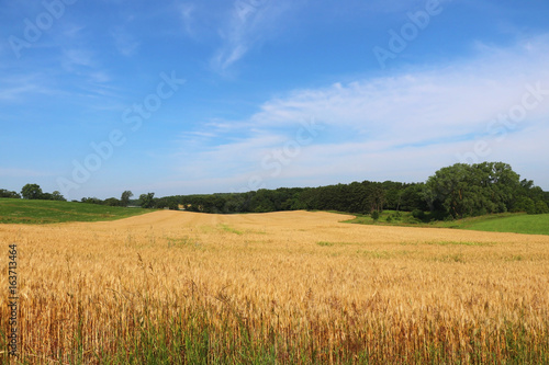 Agriculture, agronomy and farming background. Summer countryside landscape with field of wheat on a foreground. Wisconsin, Midwest USA. Harvest concept.