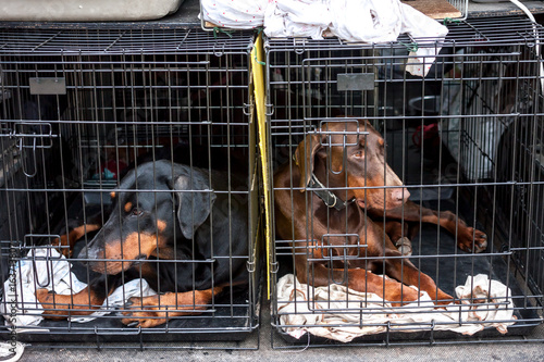 sad dogs in cages photo