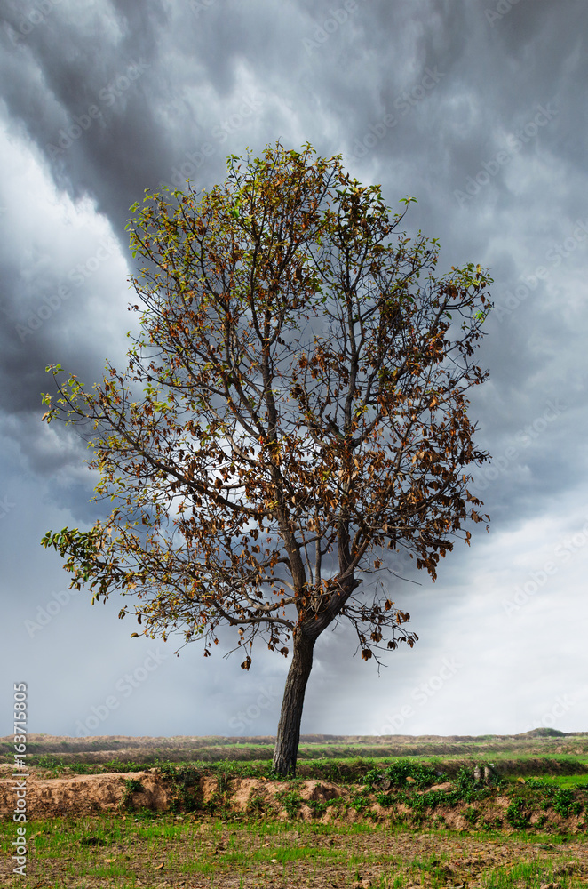 tree changing the leaf against storm cloudy in to wide field. natural, climate and season change concept. tree changing the leaf against storm cloudy in to wide field. natural, climate and season change concept.