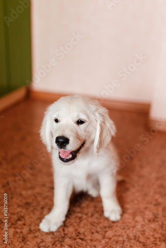 young puppy of a Golden Retriever Labrador retriever performs a command to sit and smiles. Concept of the dog at home, training.