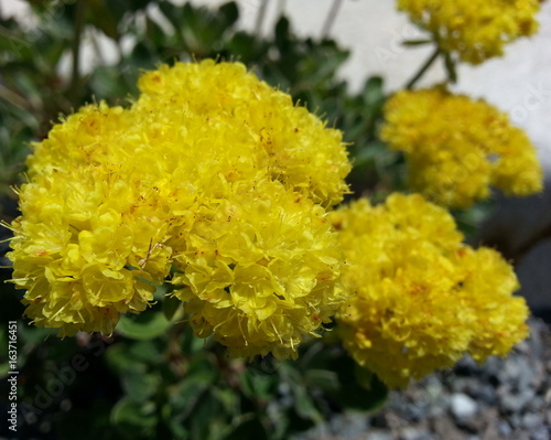 Sulfur Flowered Buckwheat photo