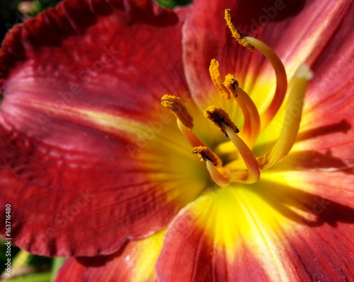 Red Lily photo