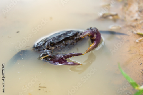 field crab  Playing water