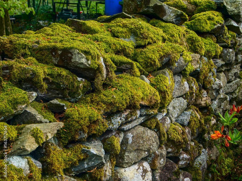 Old stone wall with moss and flowers, Cumbria, England Old stone wall with moss and flowers, Cumbria, England