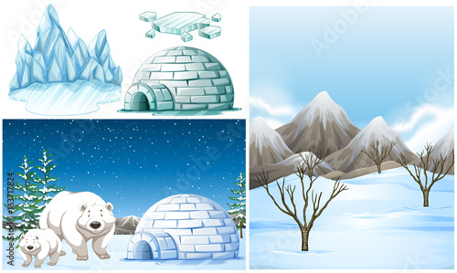 Polar bears and igloo on snow field