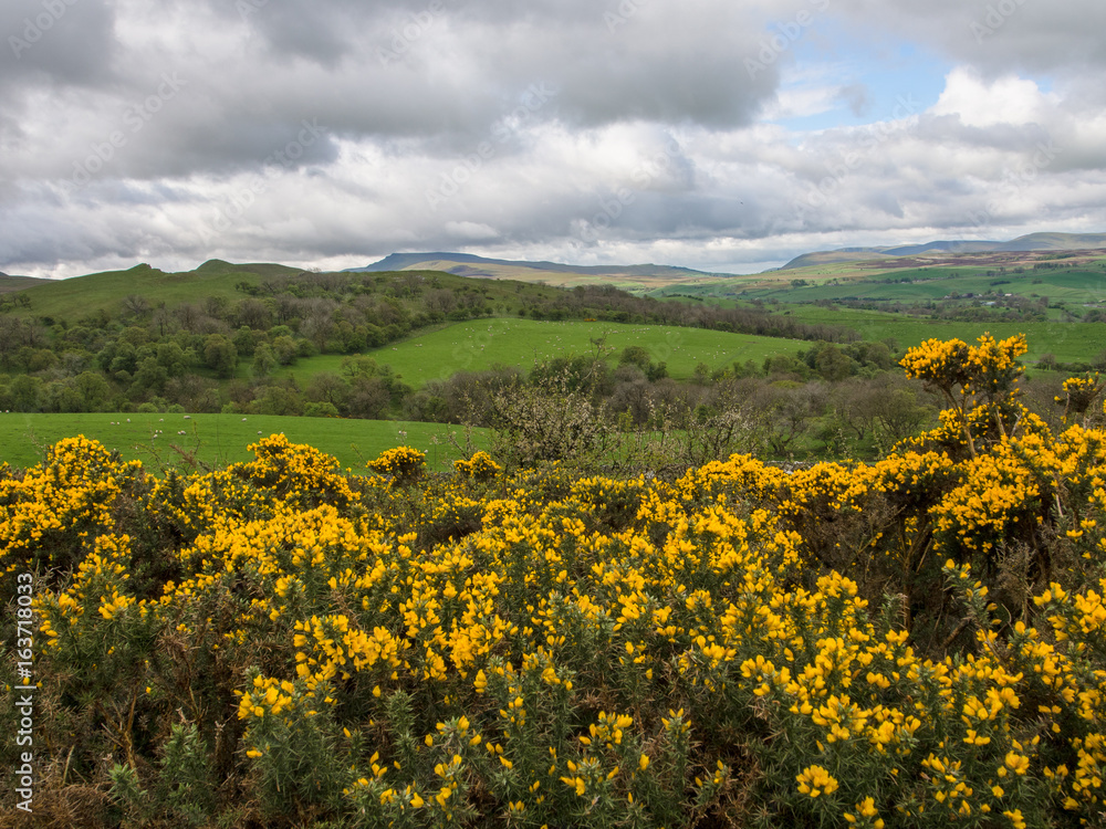 Rolling meadows, Cumbria, England Rolling meadows, Cumbria, England