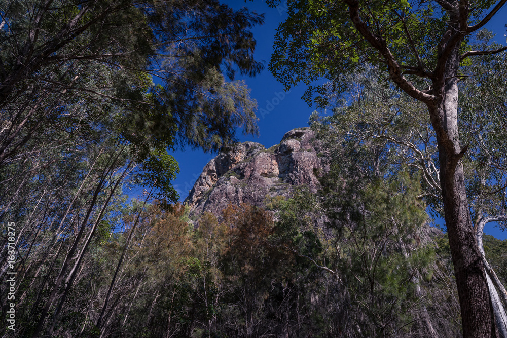 Rocky Mt Tibrogargan in Queensland's Glass House Mountains seen through a canopy of gum trees reaching upwards. Rocky Mt Tibrogargan in Queensland's Glass House Mountains seen through a canopy of gum trees reaching upwards.