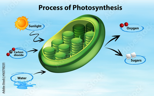 Diagram showing process of photosynthesis