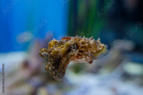 Single Cuttlefish