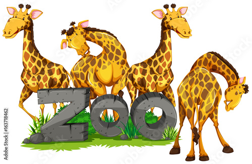 Sticker Four giraffes in the zoo
