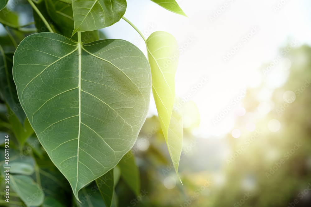 Obraz premium bo leaf