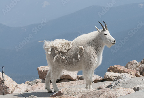 mountain goat on path