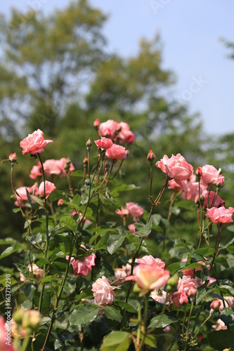 Fototapeta Naklejka Na Ścianę i Meble -  薔薇の花