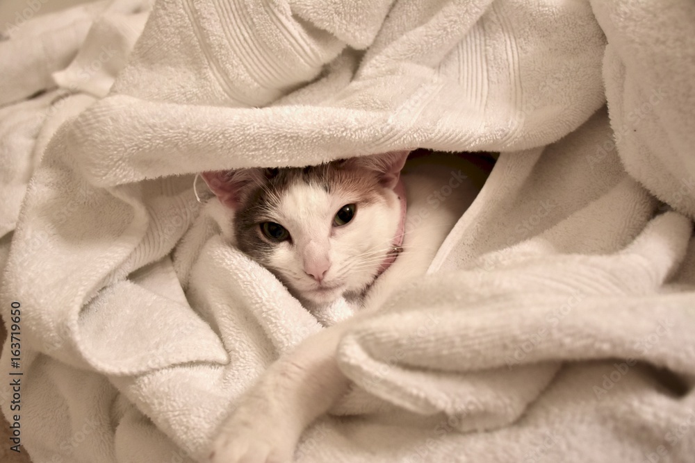 Cute white cat hiding in a pile of warm towels Stock Photo | Adobe Stock