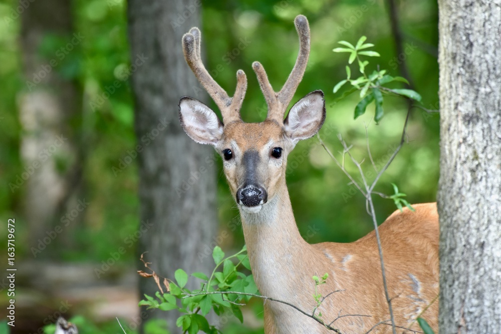 White-tailed deer buck (Odocoileus virginianus) White-tailed deer buck (Odocoileus virginianus)