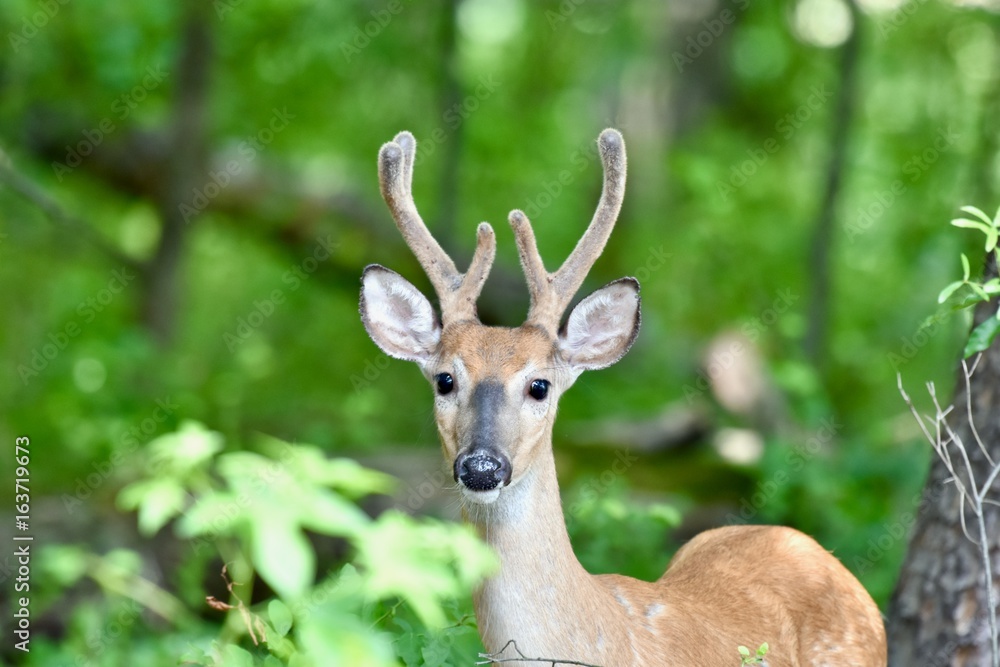 White-tailed deer buck (Odocoileus virginianus)