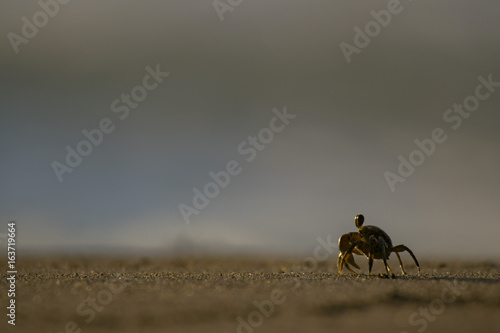 Canvas Print Pallid Ghost Crab