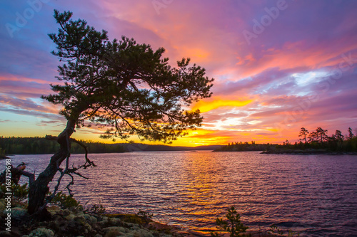 Pine on the cliff. Pine on the background of the sunrise. © Grispb