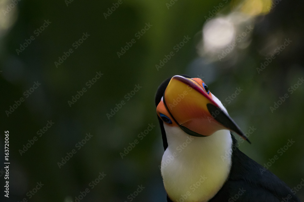 Fototapeta premium Tocu Toucan