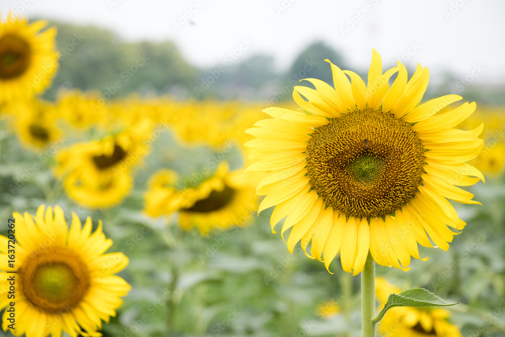 Beautiful yellow sunflower in the farm background