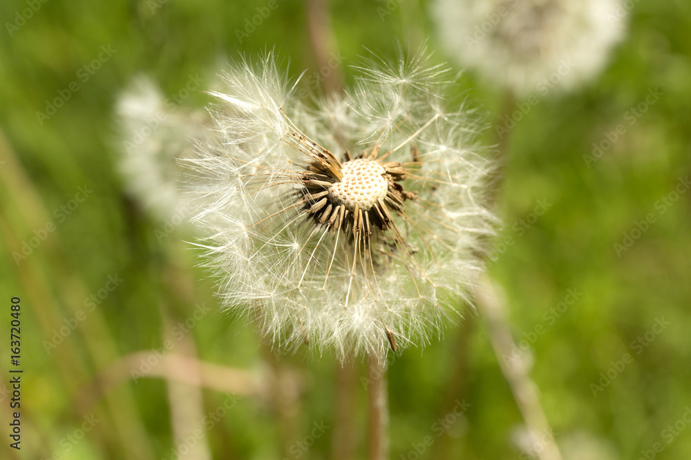 Fototapeta premium Dandelion. Summer dandelion fluff. Macro flower on blur green background.