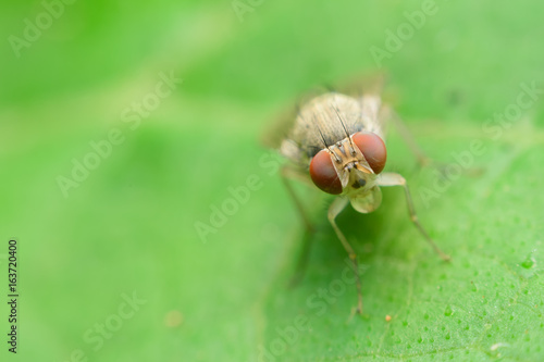 Obraz na plátně insect fly on leaf,Select focus eyes