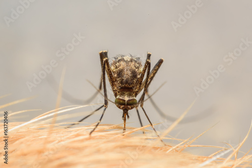 Zica virus aedes aegypti mosquito on dog skin - Dengue, Chikungunya, Mayaro fever