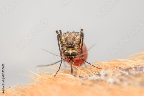 Zica virus aedes aegypti mosquito on dog skin - Dengue, Chikungunya, Mayaro fever
