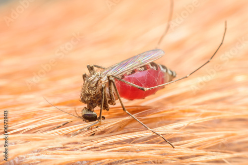 Zica virus aedes aegypti mosquito on dog skin - Dengue, Chikungunya, Mayaro fever