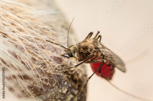 Zica virus aedes aegypti mosquito on dog skin - Dengue, Chikungunya, Mayaro fever