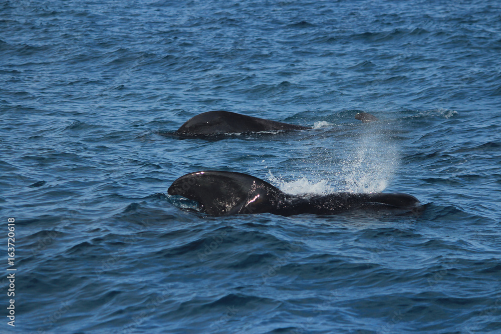 Fototapeta premium きれいな海でイルカやクジラの鑑賞 Dolphins and whales watching in ocean