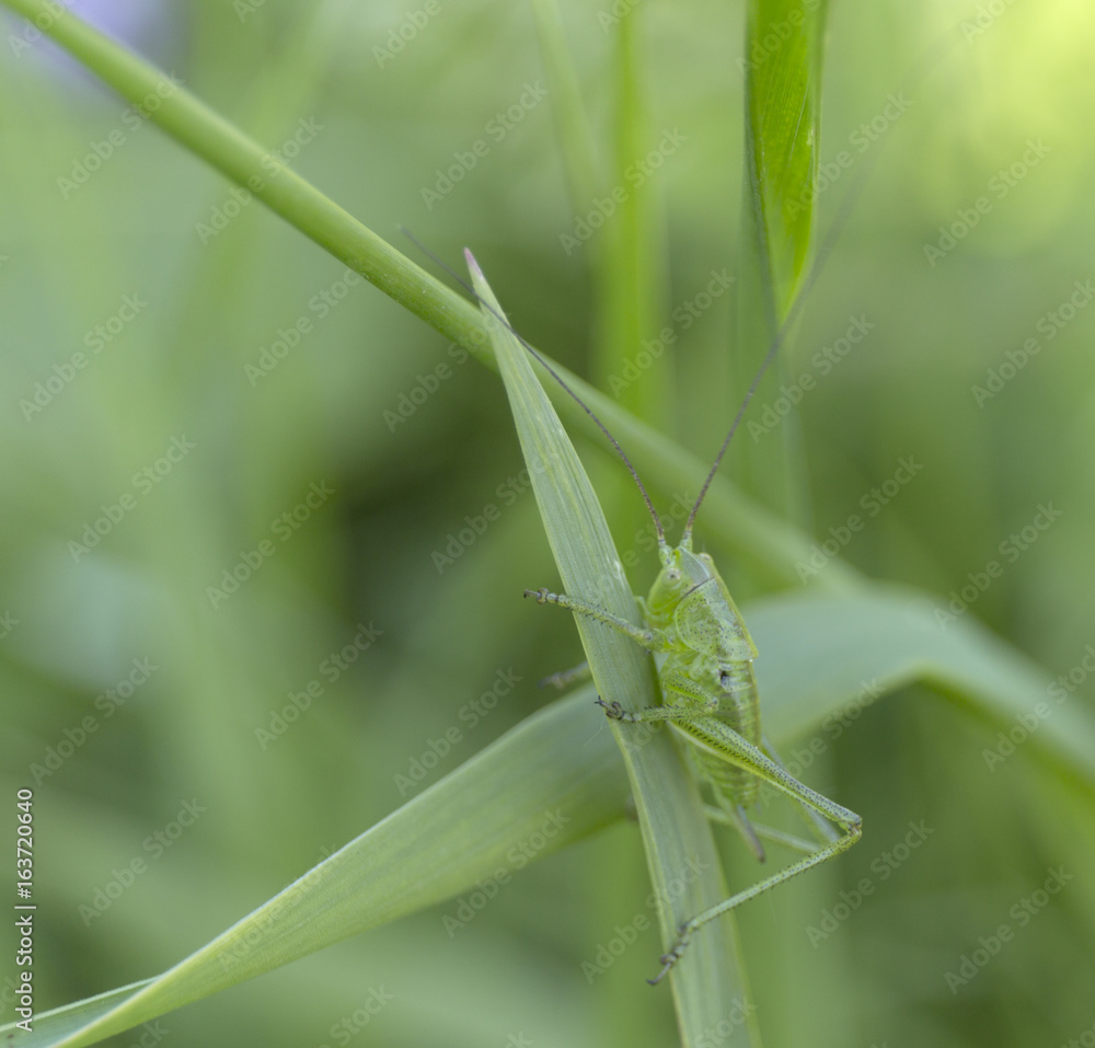 A green grasshopper on grass. Summer blur background. A green grasshopper on grass. Summer blur background.