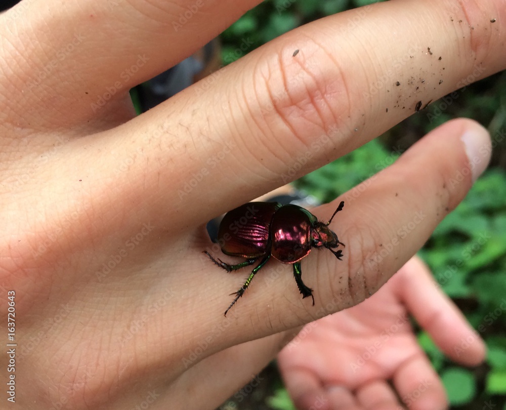 Obraz premium フンコロガシ 甲虫 昆虫 昆虫採取