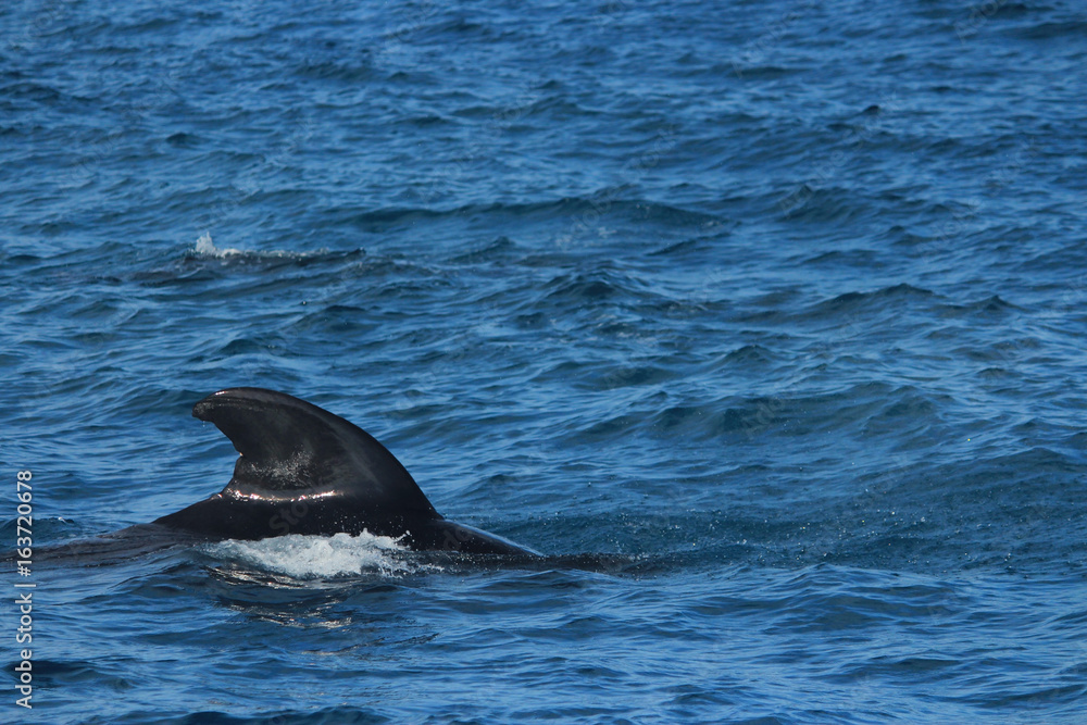 Fototapeta premium きれいな海でイルカやクジラの鑑賞 Dolphins and whales watching in ocean