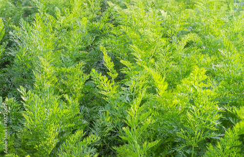 Background of the green tops of carrot