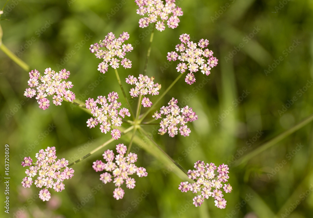 Achillea millefolium. Yarrow. Wildflowers on blur green background. Achillea millefolium. Yarrow. Wildflowers on blur green background.