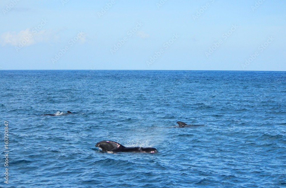 Obraz premium きれいな海でイルカやクジラの鑑賞 Dolphins and whales watching in ocean
