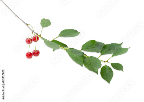 Branch of the cherry with berries