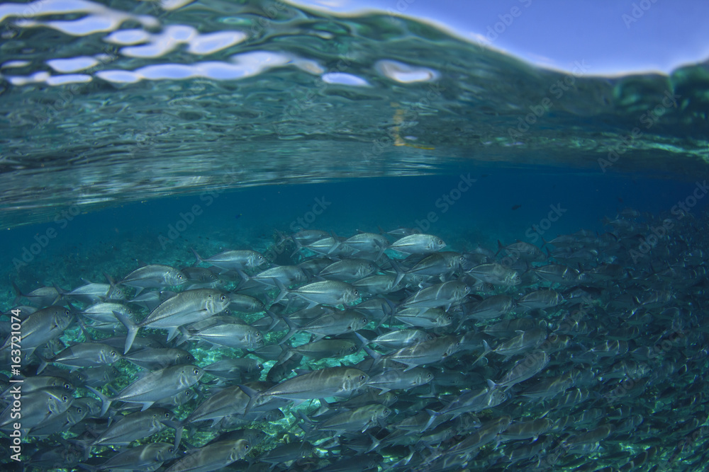 Fish in sea and ocean surface with blue sky. Trevally fish at Sipadan Island, Malaysia Fish in sea and ocean surface with blue sky. Trevally fish at Sipadan Island, Malaysia