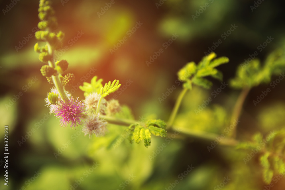 Close up Flowers of the fluffy little purple with green leaves. Close up Flowers of the fluffy little purple with green leaves.